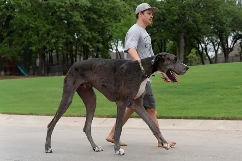 cual es el perro mas grande de la historia