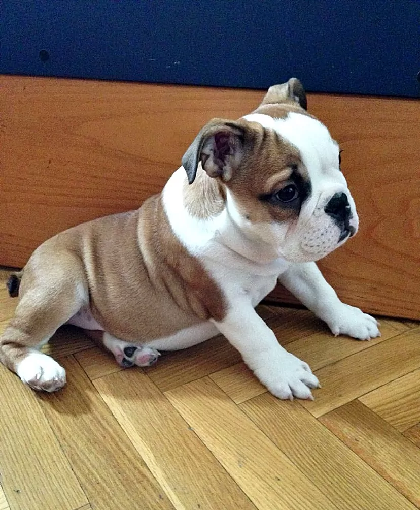 un perro que parece un bulldog con orejas largas
