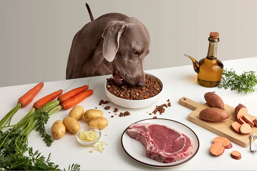 puedes alimentar a los renacuajos con comida para perros