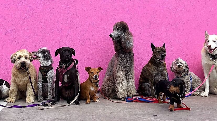 cuales son los 8 grupos de perros