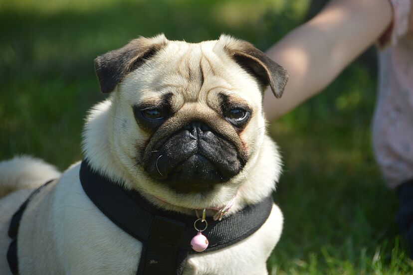 hay una raza de perro que empieza con q
