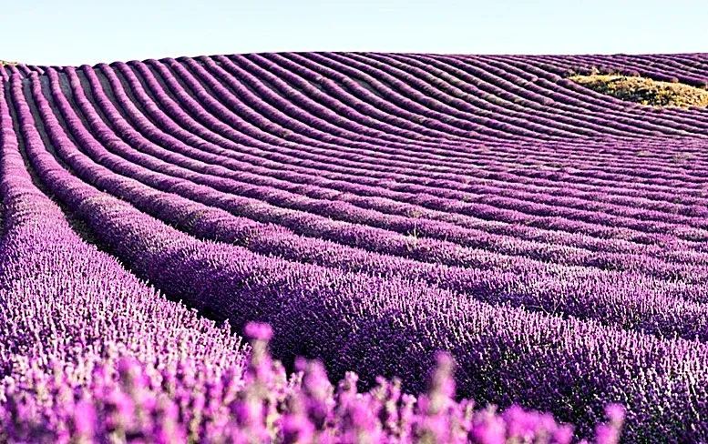 Esta es la España en flor que debería conocer cada mes del año
