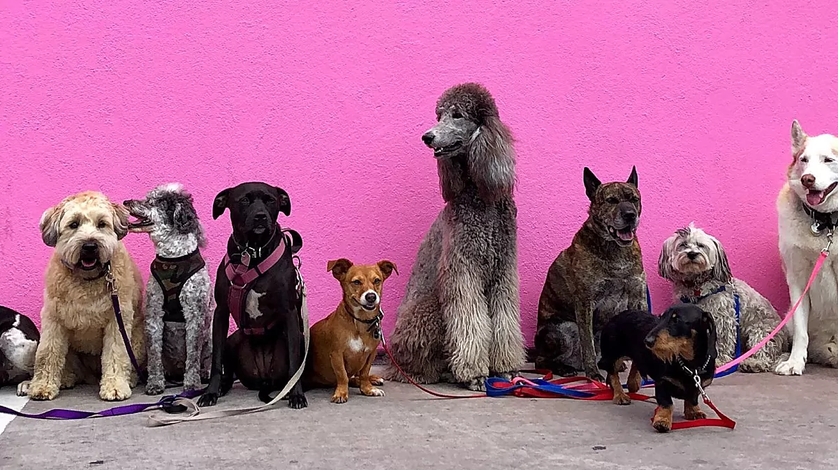 cual es la raza de perro mas cara del mundo