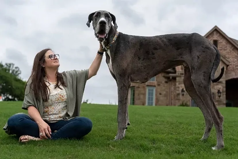 cuanto mide el pene de un perro
