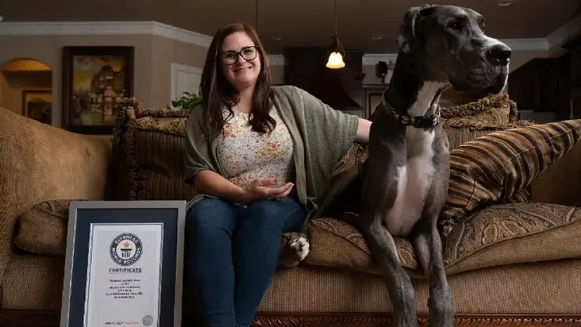 cuanto mide el pene de un perro