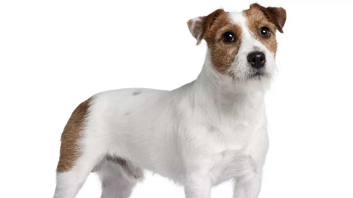 cuanto mide el jack russell terrier