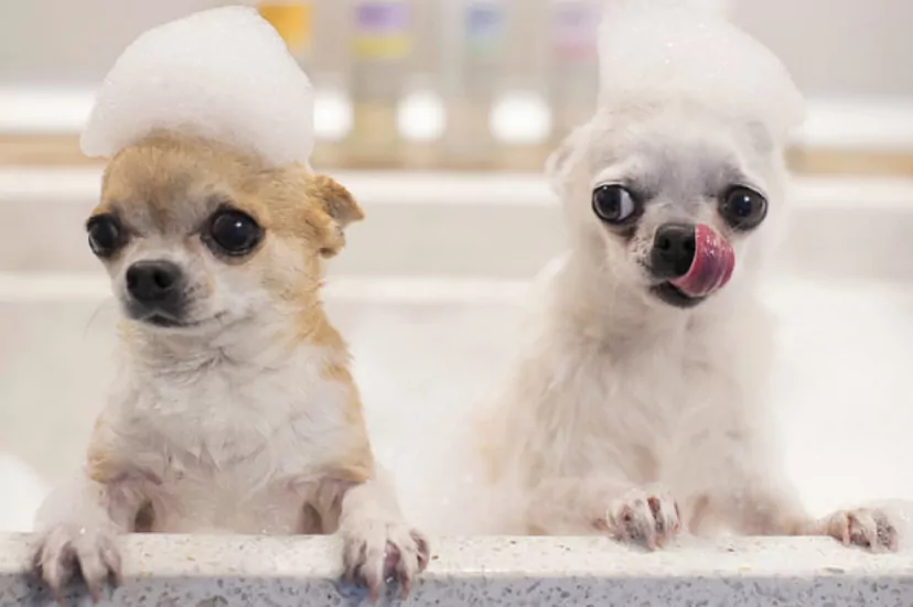 que raza de perros tienen ojos dorados